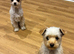 Teacup Yorkshire terrier