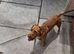 16 month old for rehoming