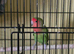 Pair of love birds 7months old