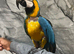 Tame Talking Blue and gold Macaw Parrot