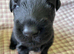 Russian Black Terrier Pups for Sale
