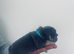 Beautiful French Bulldog Puppies
