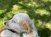 Cocker Spaniel pups, KC registered DNA clear
