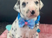 Beautiful Dalmatians for sale