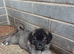 Beautiful Caucazian Shepherd puppies