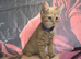 Ginger male kitten