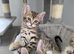 Lovely polka dots and stripped kittens