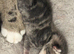 Kittens for sale