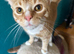 Beautiful white cat and ginger cat for rehoming