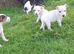 ADORABLE Jack Russell pups