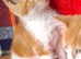 Beautiful Kittens