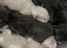 Ragdoll kittens (mink) born 10/7/26