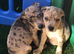 Blue & rare blue Merle dna clear staffy puppies