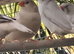 Mutation zebra finches
