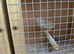 Baby Zebra finches