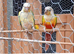 Pair of conures