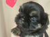 Special quality dobie Imperial shih tzu's