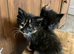 Very cute kittens looking for forever homes