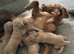 Working cocker spaniels