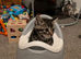 4 kittens for sale