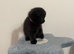 Ragdoll Cross x BSH/Scottish Fold Kitten