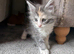 Maine Coon Kittens