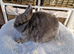 Pure bred Netherland Dwarf Blue girl