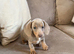 Sweethearts looking for forever homes
