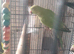 Young Indian ringnecks