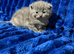 Kitten boy British Shorthair