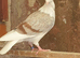 Saddle racing pigeons for sale