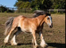 SILVER BAY DAPPLE FILLY