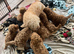 Stunning Cavapoochon puppies