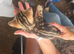 3 x Half bengal kittens for sale
