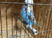 Pair of English show budgies available