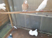 Roller pigeons