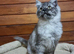 Pedigree Maine Coon Kittens for sale