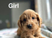 Maggie litter of cockapoos now available