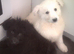 Beautiful K.C. Reg. Black / White German Shepherd Pups
