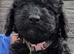 Cockapoo puppies. Reduced price