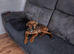Rottweiler cross needs a home