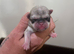 Pug puppies