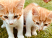 Kittens for sale