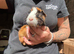 Beautiful Baby Guinea Pigs Mixed Colour Male & Femal