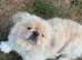 Rare Pekingnese apricot & white boy 13 months