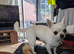 Smoothcoat chihuahua