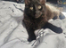 Kittens for rehoming