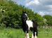 12.3hh Piebald Cob for lead rein pony