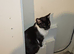 I have 2 adult cats to re-home