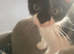 beautiful male kittens
